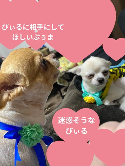 プレミアム フレッシュマスク(超しっとり)/クリアターン/シートマスク・パックを使ったクチコミ(10枚目)