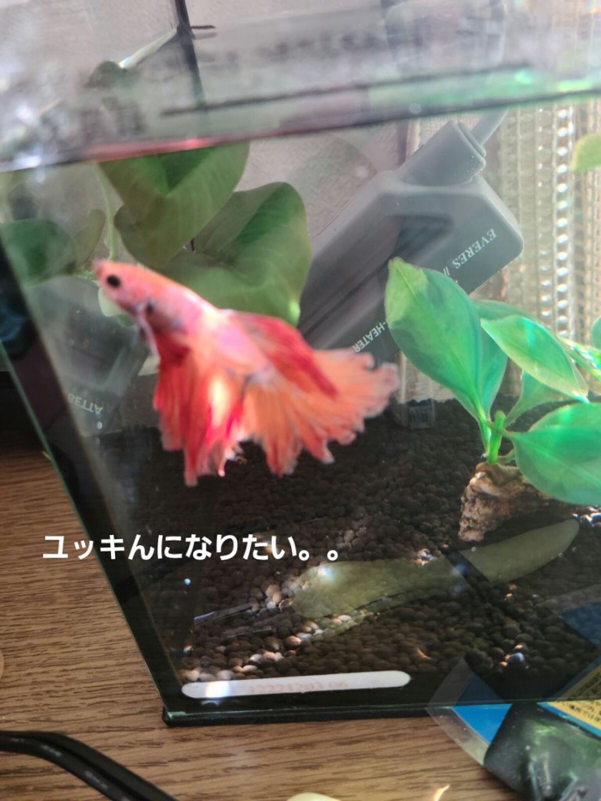 アイラブハート/DOLCE&GABBANA BEAUTY/アイシャドウパレットを使ったクチコミ（2枚目）