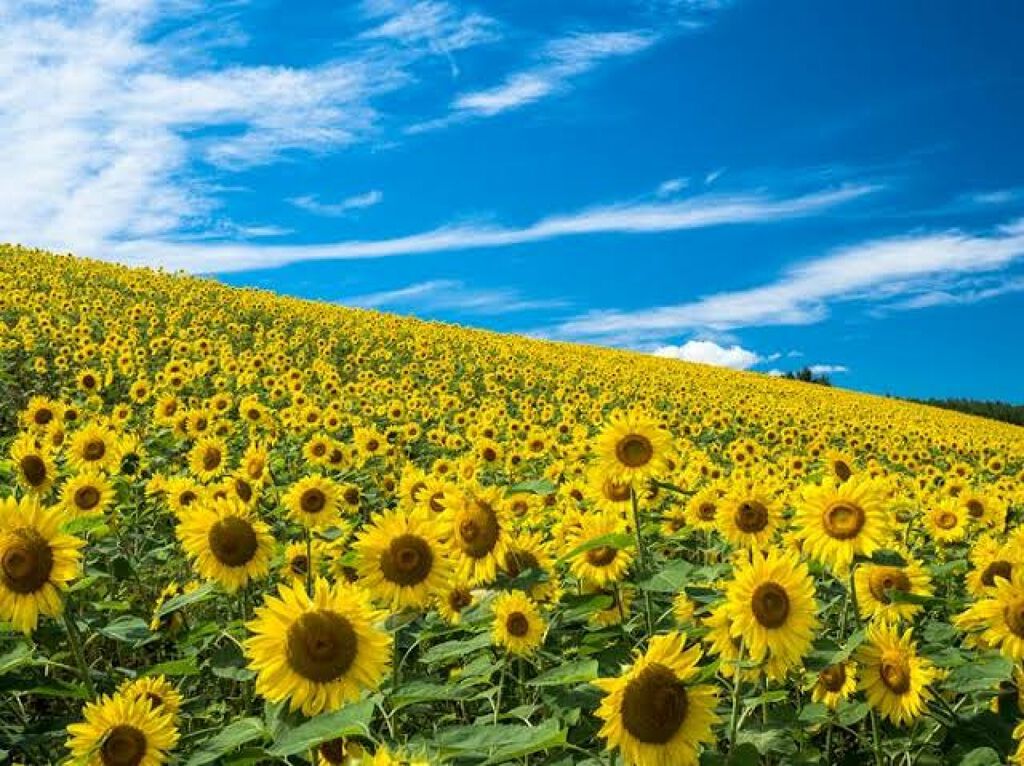 モイストスムースケア トリートメントウォーター パサついてまとまらない髪用/パンテーン/プレスタイリング・寝ぐせ直しを使ったクチコミ（1枚目）