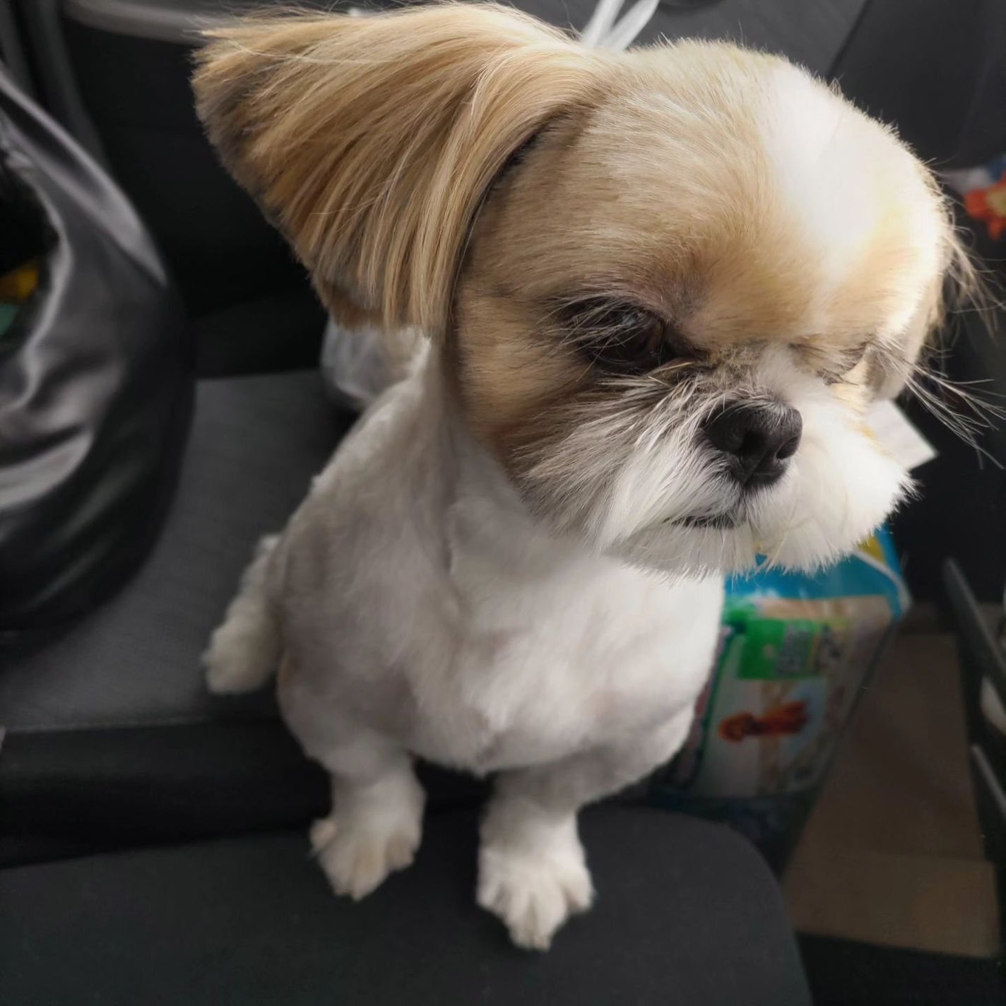 ひろちゃん on LIPS 「Trimming昨日行ってきたよモコちゃんのTrimmingめ..」(1枚目)