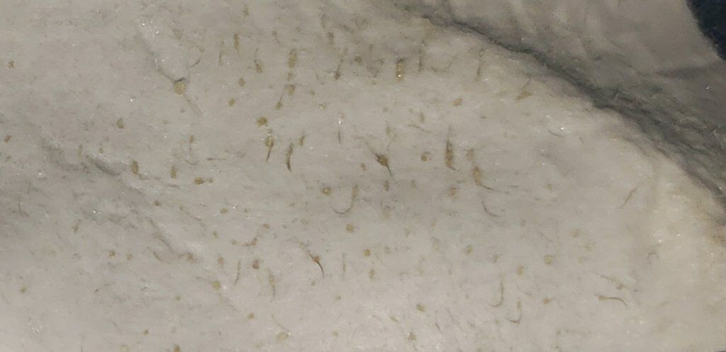 小鼻のスッキリ!パック/セリア/その他スキンケアを使ったクチコミ(4枚目)