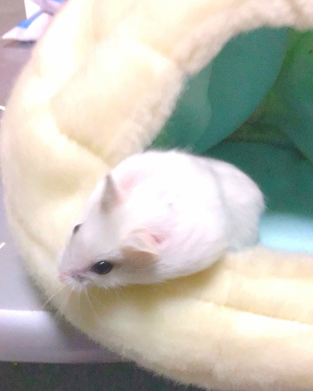 リップ グロス/ちふれ/リップグロスを使ったクチコミ（1枚目）