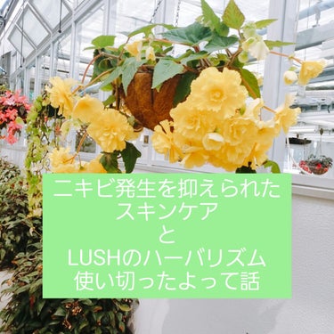 
前に投稿したLUSHのハーバリズムをほとんど使い切ったのと、
スキンケアを少し変えたら、Tゾーンニキビの発生をほとんど抑えることに成功したので、再度投稿します。

⚠注意

・以下、長文。

・ズボラ