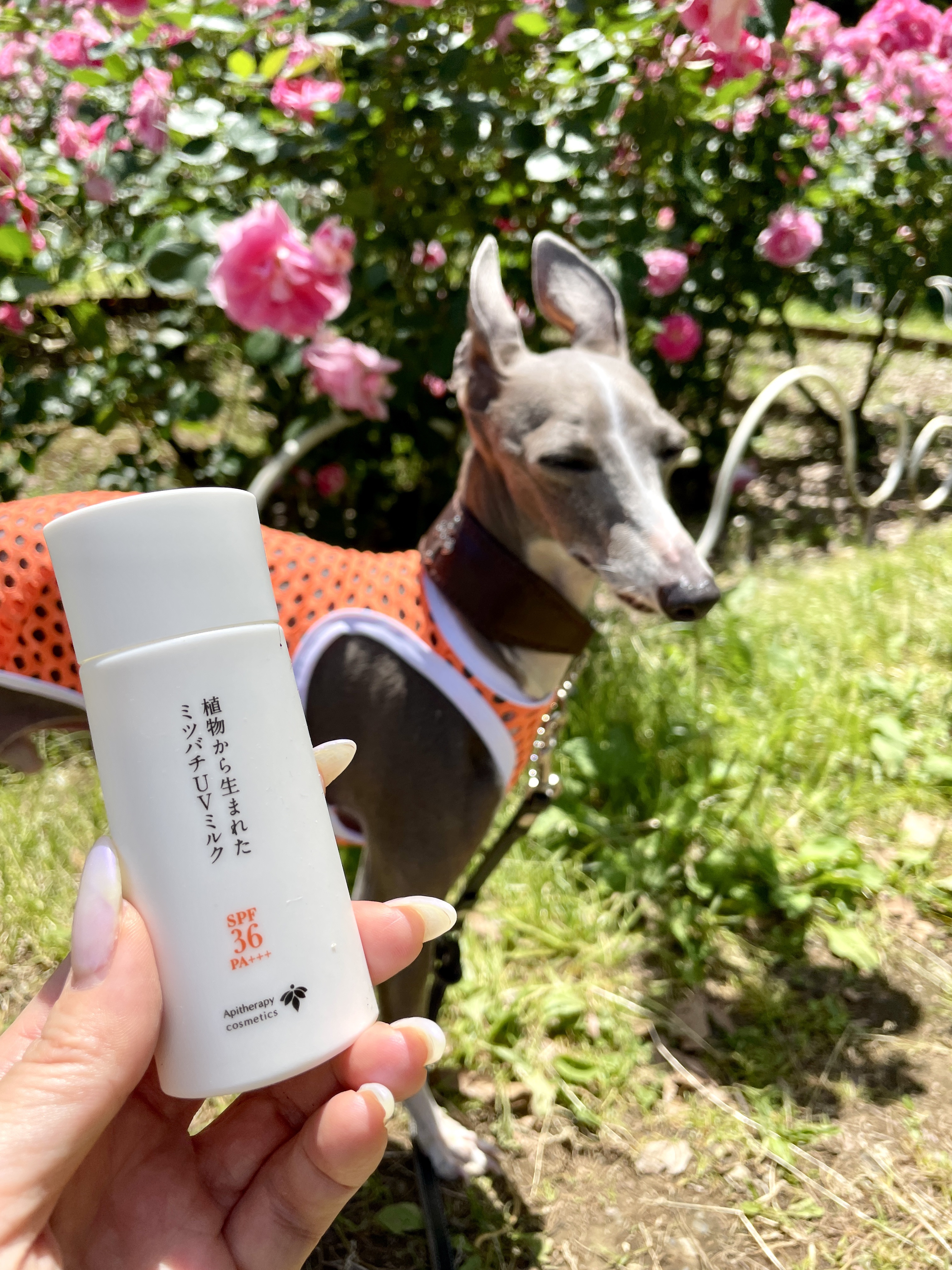 植物から生まれたミツバチUVミルク/アピセラピーコスメティクス/日焼け止めミルクを使ったクチコミ（2枚目）