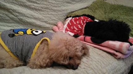 ラッシュケアエッセンス/キャンメイク/まつげ美容液を使ったクチコミ(3枚目)