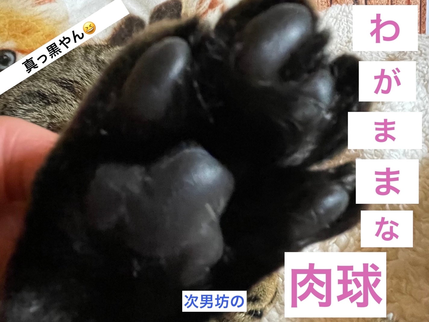 トーンアップアイシャドウ/CEZANNE/アイシャドウパレットを使ったクチコミ(3枚目)