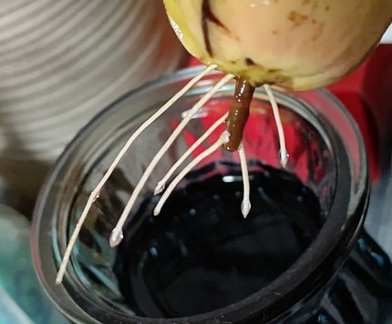 ガラス花瓶/DAISO/その他を使ったクチコミ(2枚目)