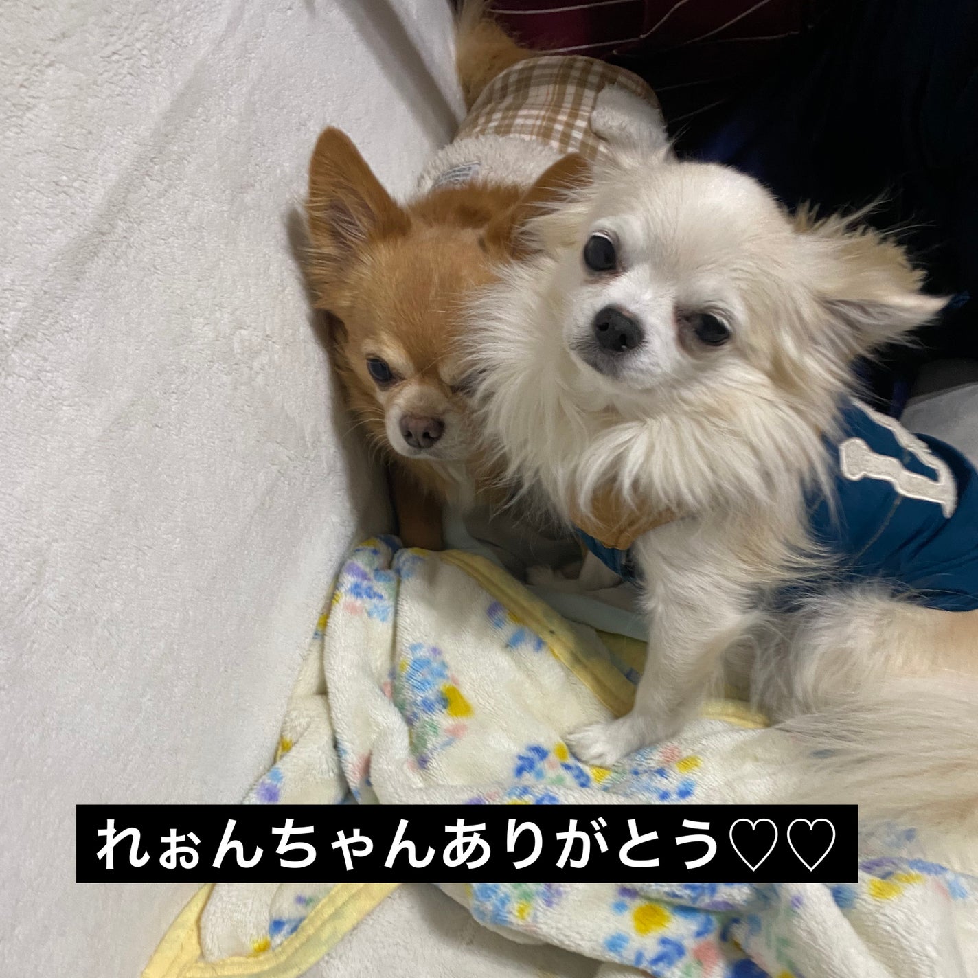 ピュア カラー エンヴィ カラー リプレニッシュ リップ バーム/ESTEE LAUDER/口紅を使ったクチコミ(6枚目)