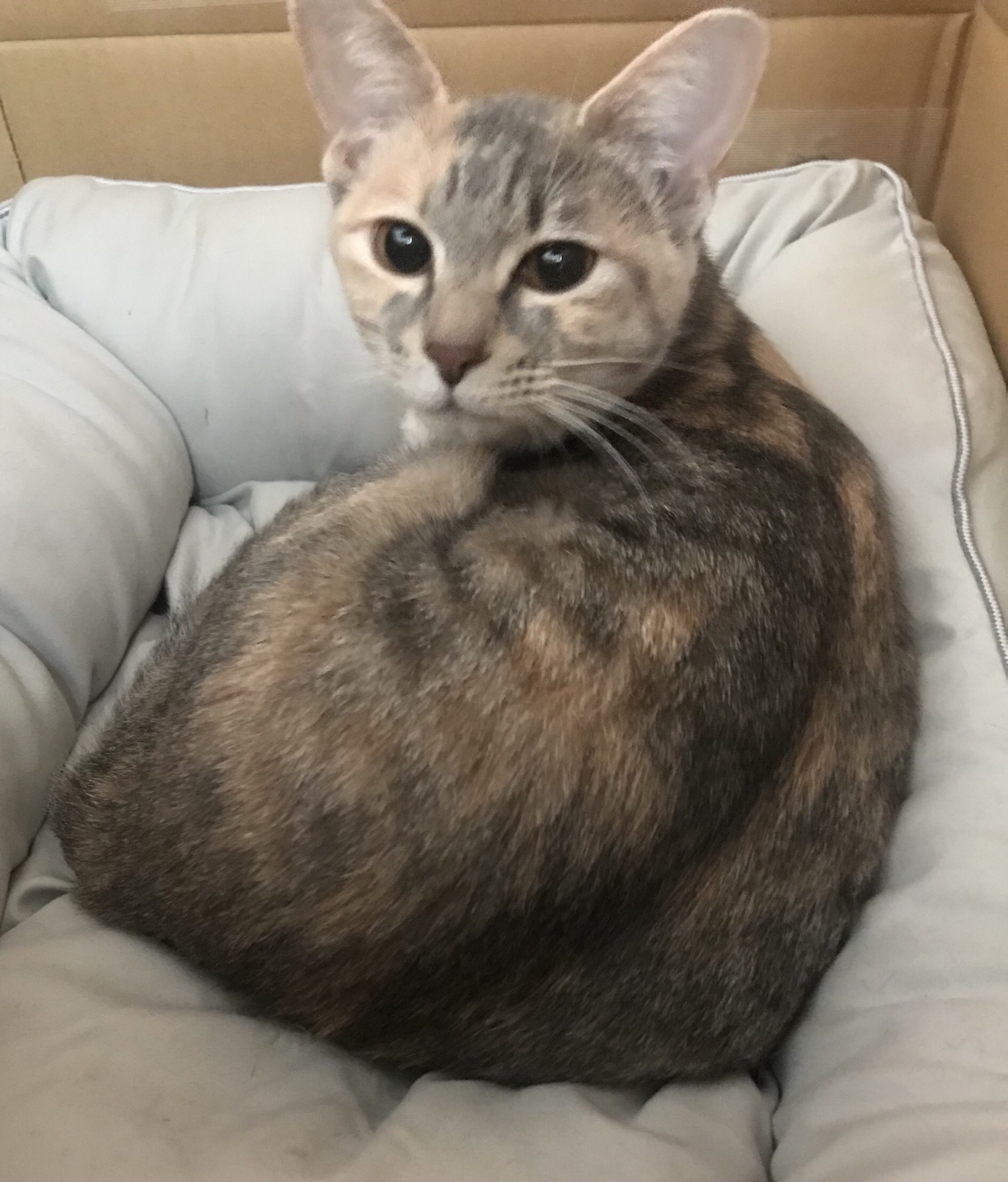 アイグロウジェム スキンシャドウ 18G burgundy gleam/DECORTÉ/ジェル・クリームアイシャドウを使ったクチコミ（2枚目）