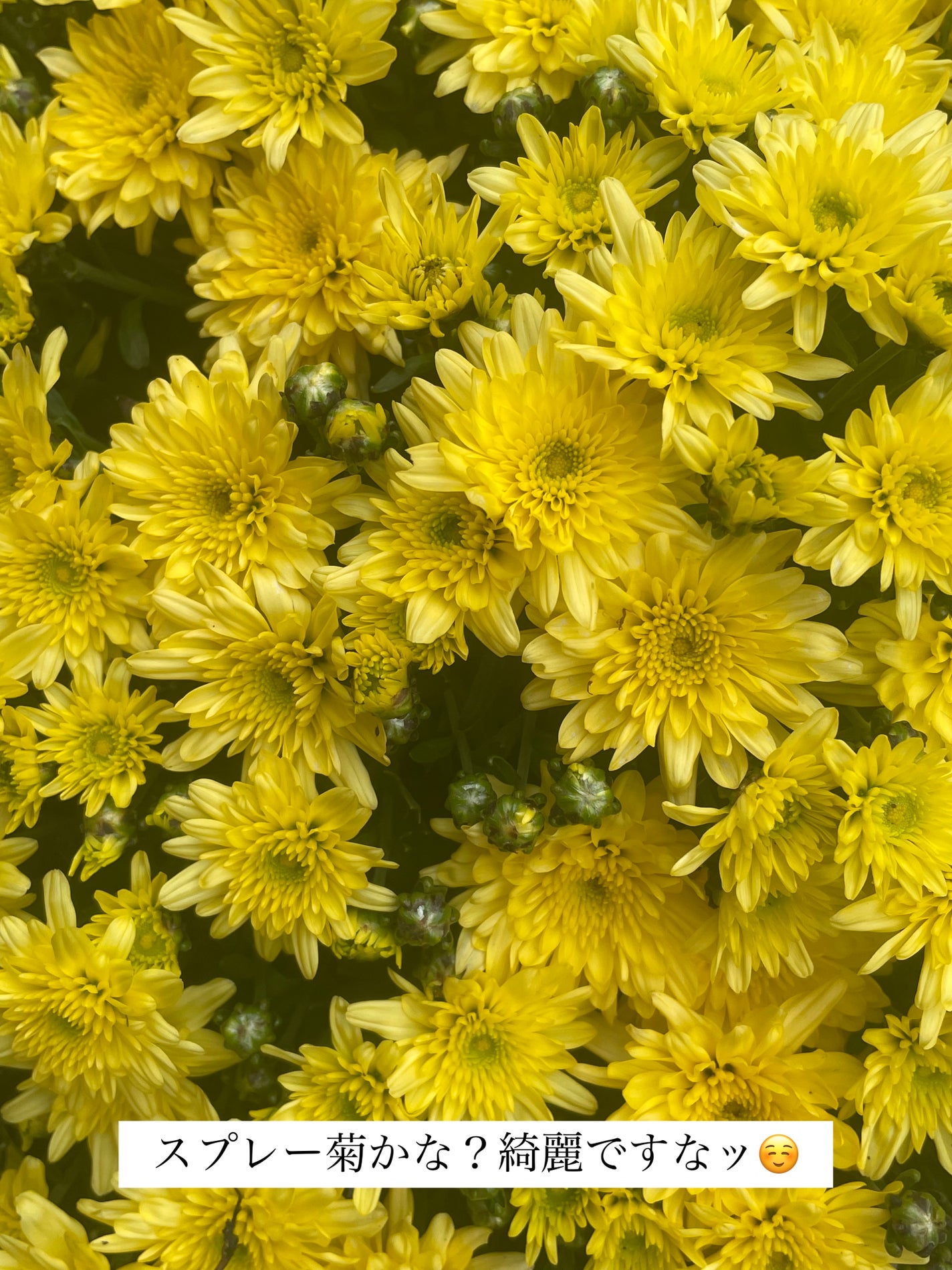 ネンマクフェイク ルージュ/Visée/口紅を使ったクチコミ(4枚目)