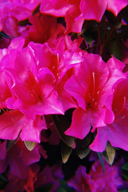 ケイト リップモンスター/KATE/口紅を使ったクチコミ(1枚目)