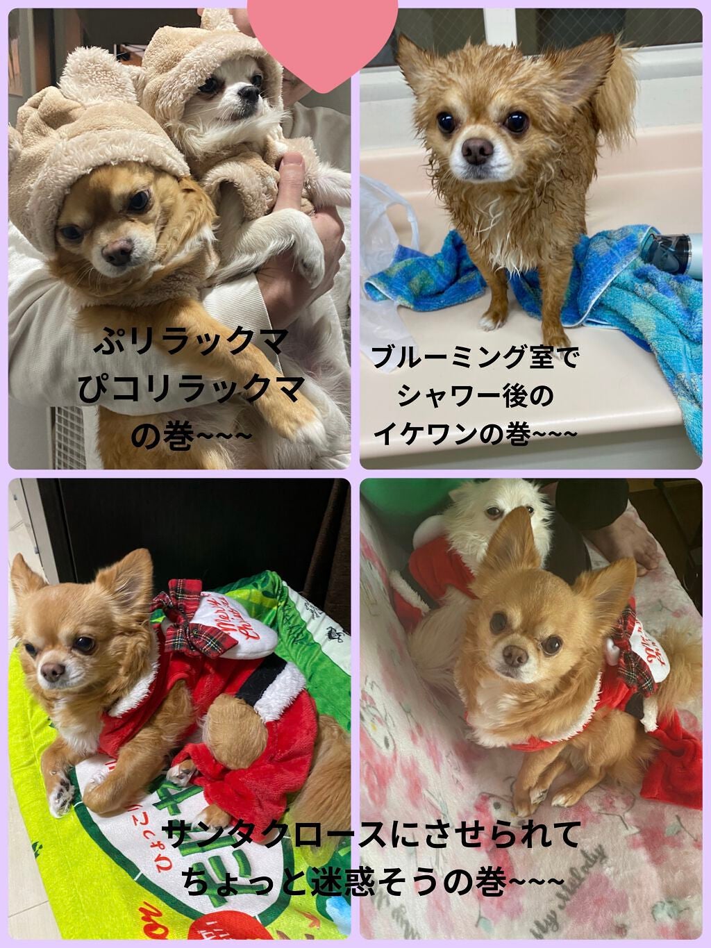 ぷぅぴぃ《紫コス部💜💗》 on LIPS 「2022年1月25日愛すべき家族✨ぷぅまくんHappybirt..」(8枚目)