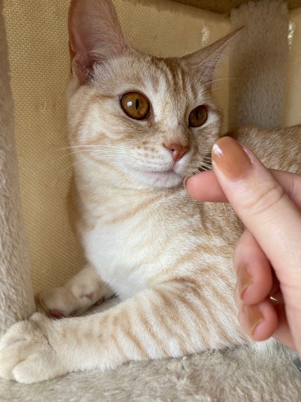 カラフルネイルズ/キャンメイク/マニキュアを使ったクチコミ(5枚目)