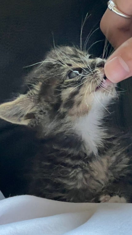 つやぷるリップR/b idol/口紅を使ったクチコミ(2枚目)