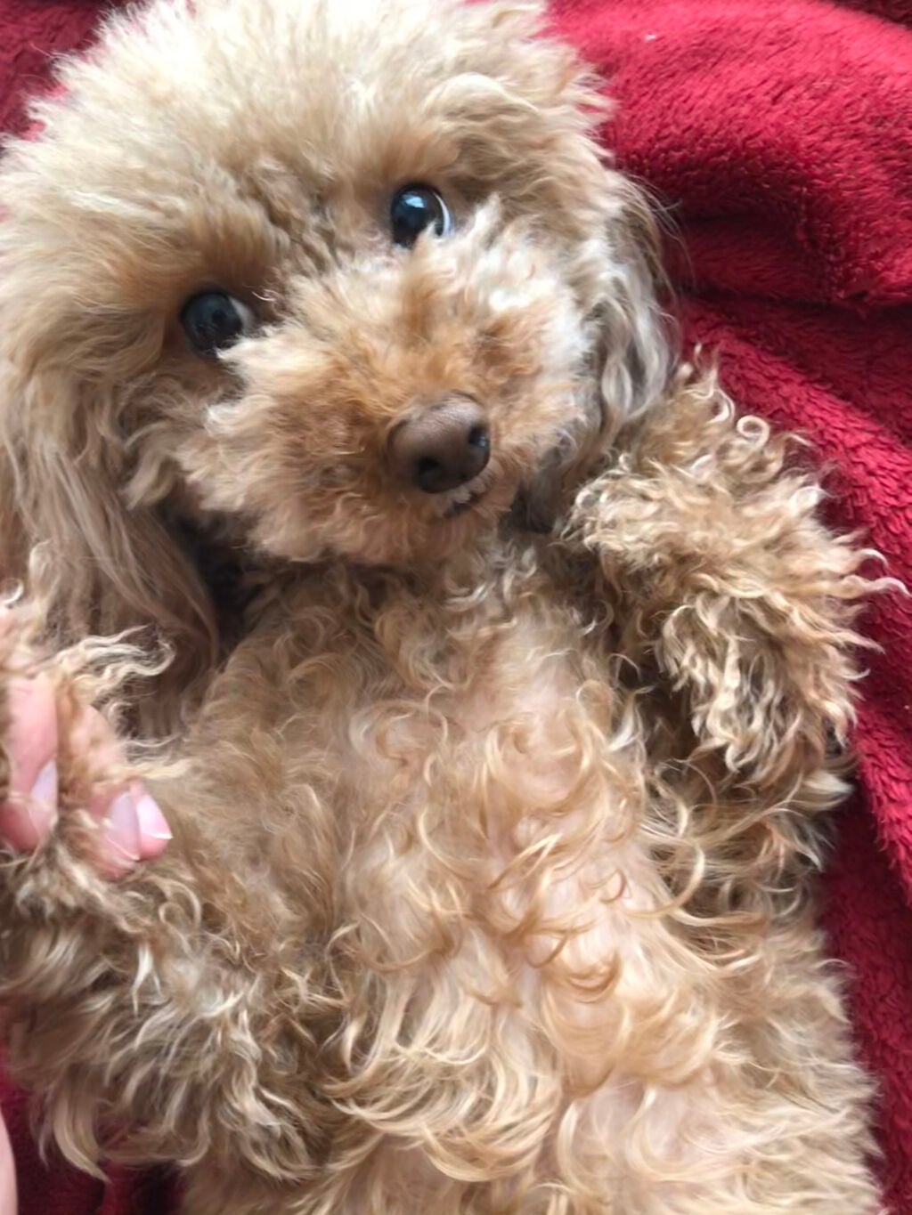 榎本みか on LIPS 「'alaLehuaヘア&ボディバーム【説明】100%天然由来成..」(4枚目)