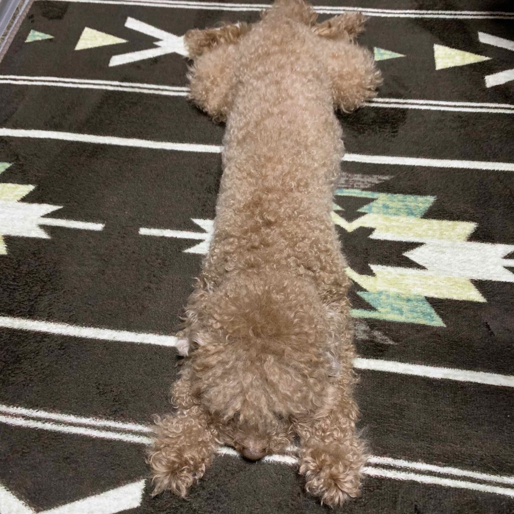 ラディアント タッチ ブラープライマー/YVES SAINT LAURENT BEAUTE/化粧下地を使ったクチコミ(2枚目)