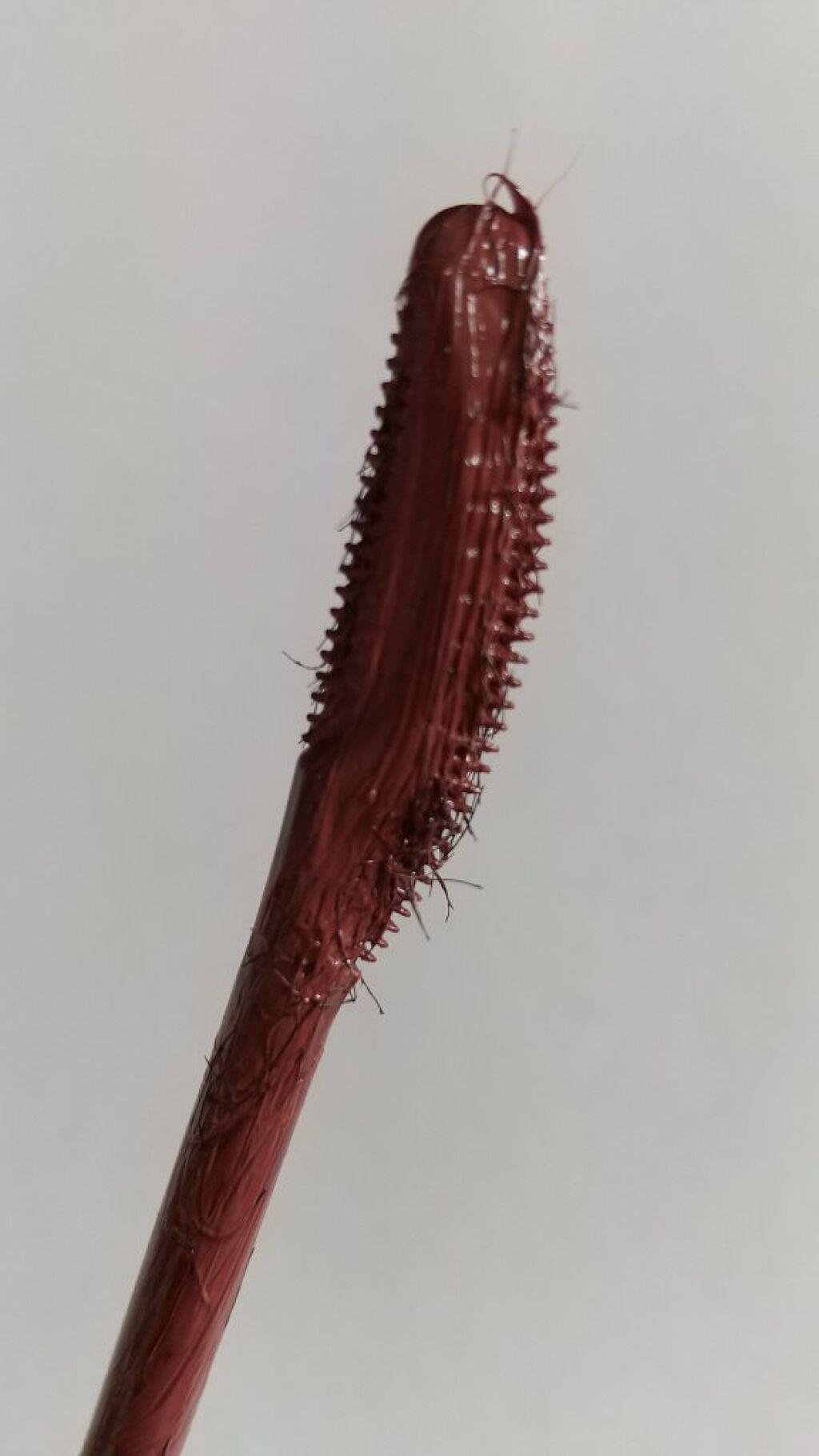 ラッシュエキスパンダー ロングロングロング EX RD505 カシスバーガンディー そよそよ/MAJOLICA MAJORCA/マスカラを使ったクチコミ（3枚目）