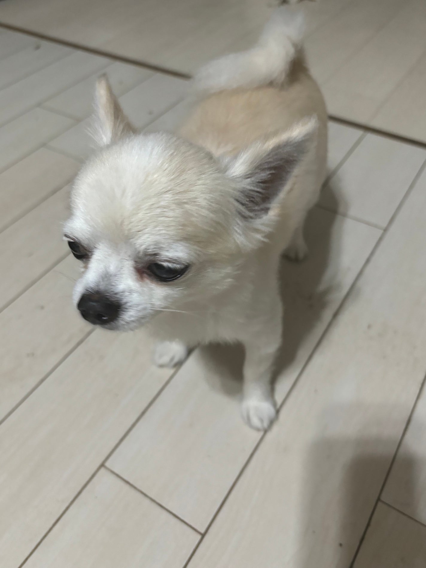 とろり炭酸湯 ぜいたく果実紅茶 12錠入/温泡/炭酸系入浴剤を使ったクチコミ(3枚目)