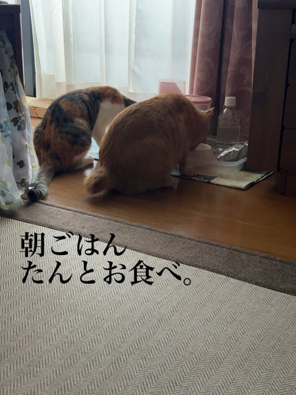 シグニチャー カラー アイズ/SUQQU/アイシャドウパレットを使ったクチコミ(4枚目)