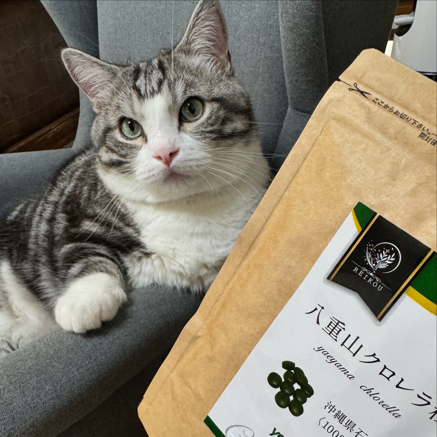 #提供　REIKOU
八重山クロレラ

沖縄県石垣島産の貴重な八重山クロレラをそのまま粒にした八重山クロレラのプレゼント企画に応募してたんですけど当選し届きました🎉
こちら以前摂取したことがあり腸内環境がすごく整い体調がよくなり何度か購入