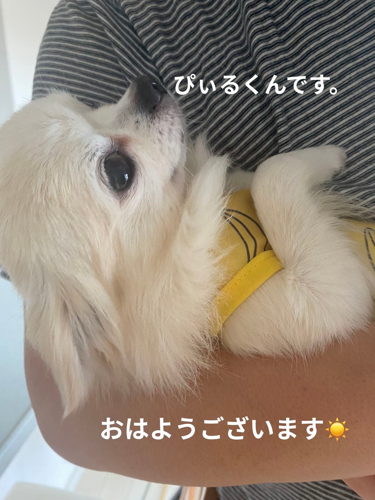 アイパレット/sopo/アイシャドウパレットを使ったクチコミ(10枚目)