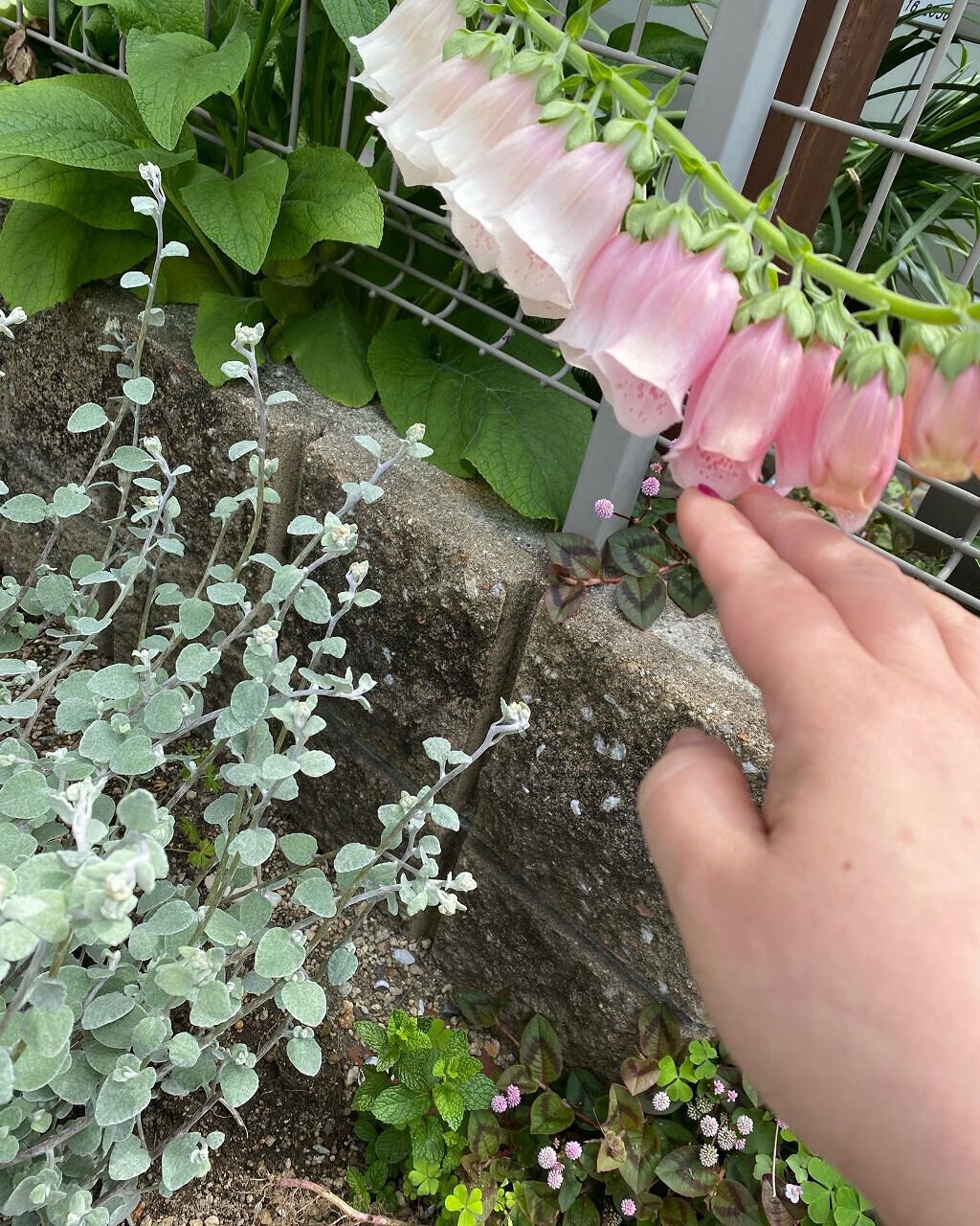 リサ・ラーソン♡クッションファンデマニア on LIPS 「ハイ!可愛いかわいい(*˙˘˙*)ஐなんだろすずらん🤝に見える..」(1枚目)