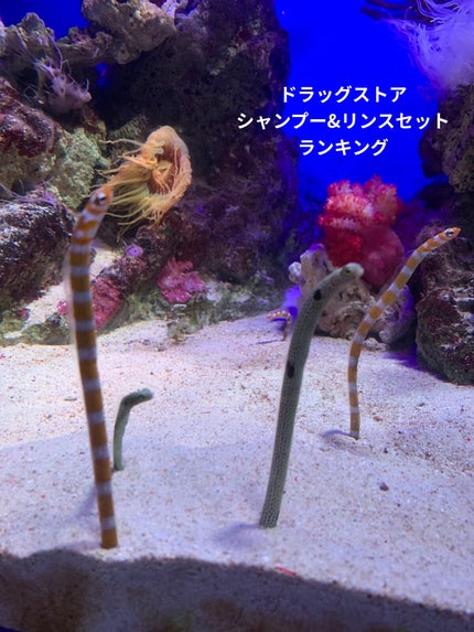 モイスチャー シャンプー/コンディショナー/h&s/市販シャンプーを使ったクチコミ(1枚目)