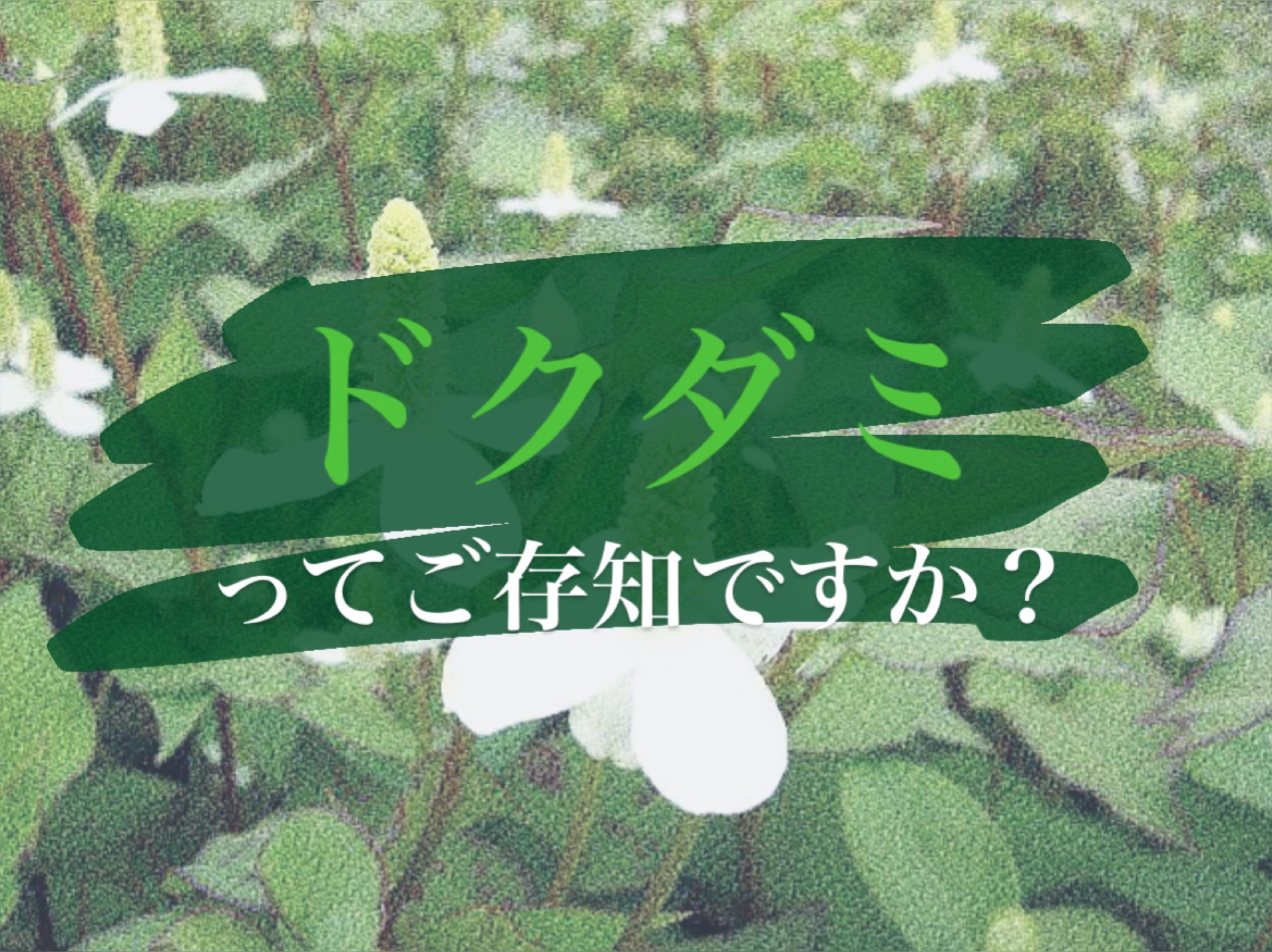 ドクダミ70デイリーリリーフローション/Anua/乳液を使ったクチコミ（1枚目）