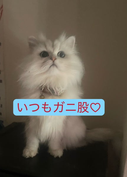 ケイト リップモンスター/KATE/口紅を使ったクチコミ(4枚目)