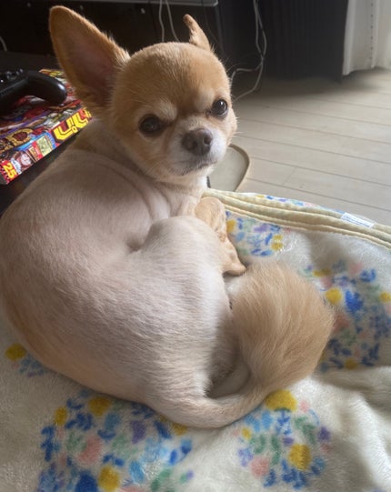 ハイジャンプ30/SISI/美容液を使ったクチコミ(7枚目)