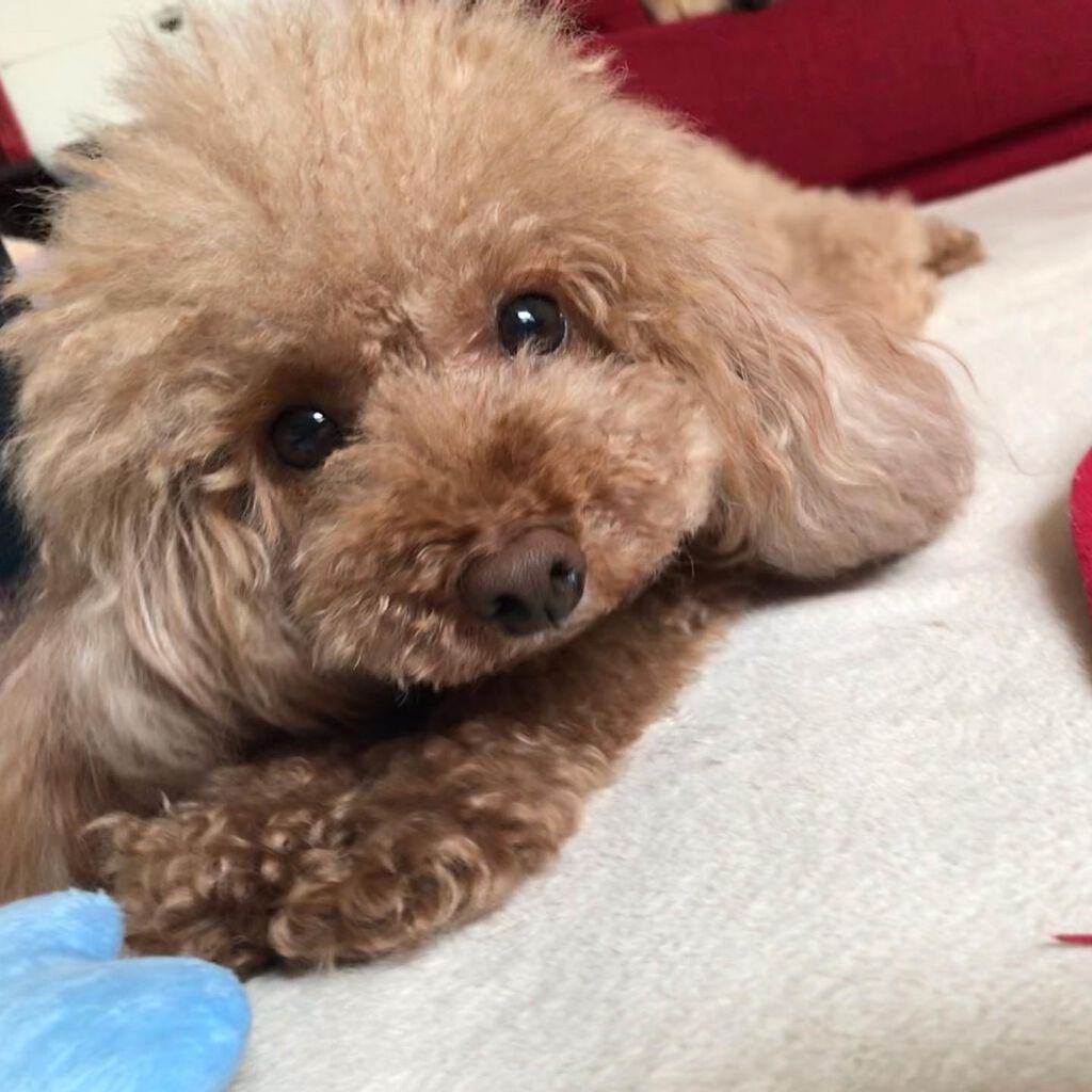 榎本みか on LIPS 「エレーナ可愛い😊#happy#幸せ#toypoodle#dac..」(1枚目)