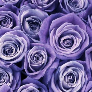shion(紫苑) on LIPS 「みなさまこんにちは。柊紫苑です。7ヶ月前の5/19に投稿して以..」（1枚目）