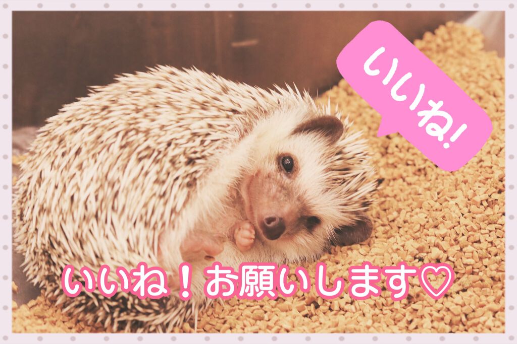 CCオイル/エッセンシャル/ヘアオイルを使ったクチコミ（3枚目）