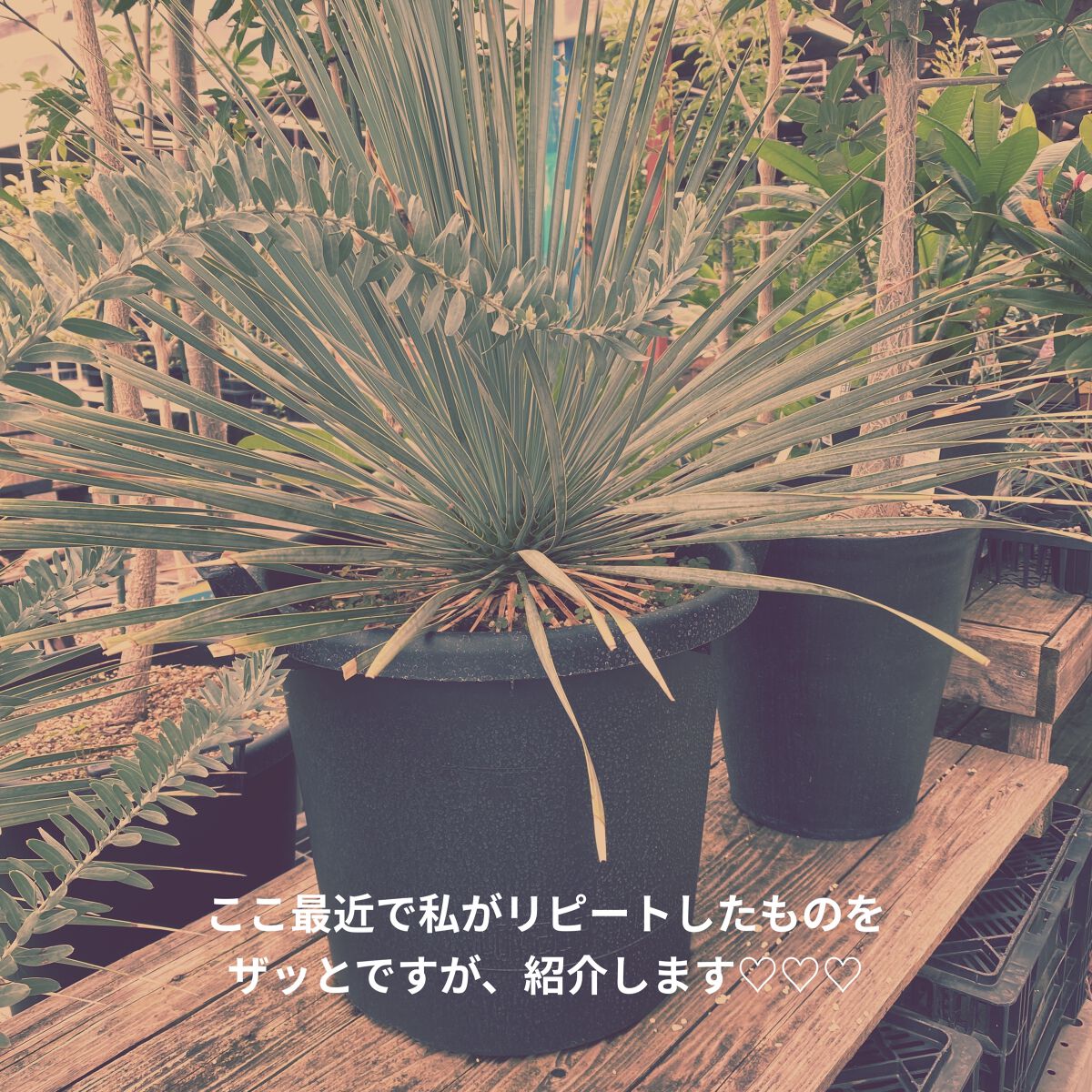 マーメイドスキンジェルUV/キャンメイク/日焼け止めジェルを使ったクチコミ（1枚目）