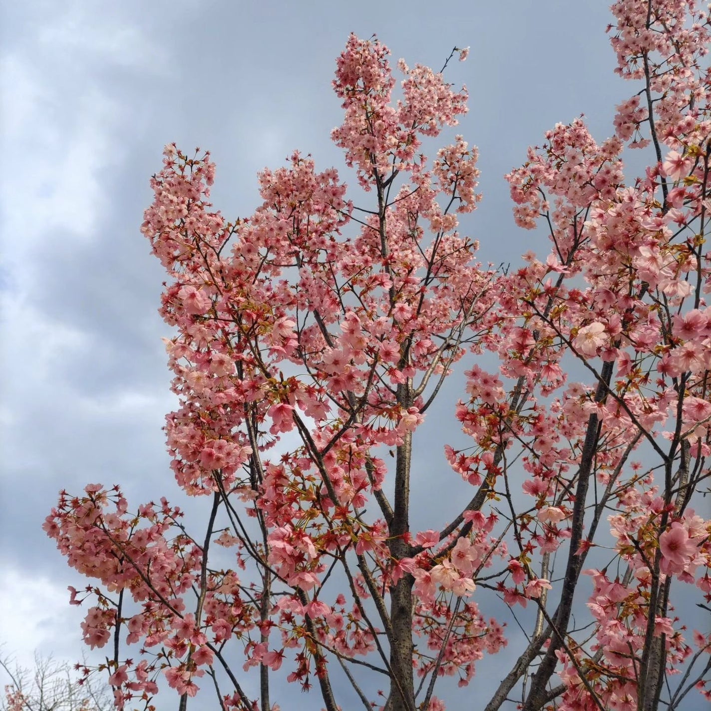 ひろちゃん on LIPS 「東本願寺今回の旅京都の街を観光しながら落ち着いた所最後の日にな..」(10枚目)