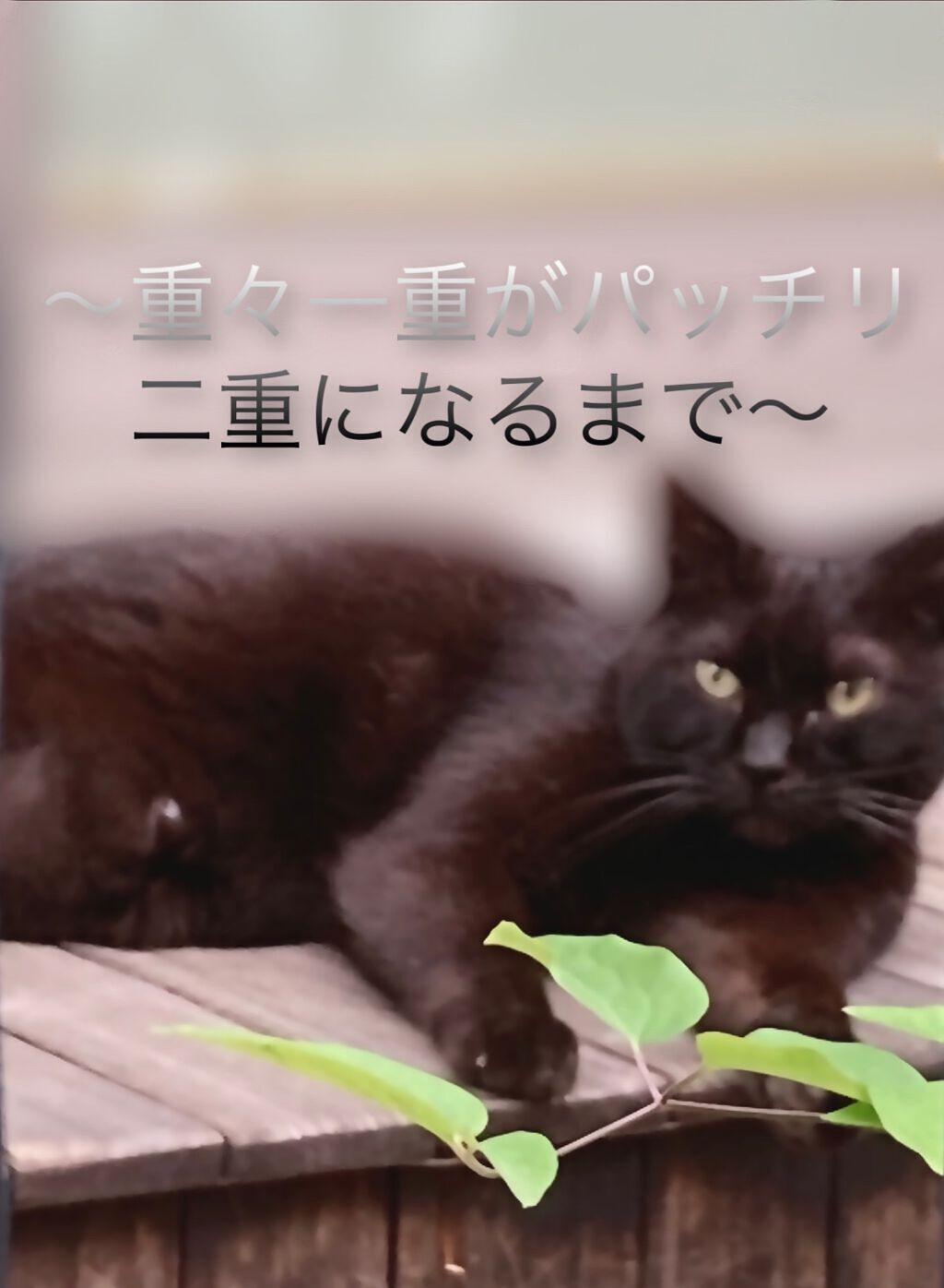 ルドゥーブル/ルドゥーブル/二重まぶた用アイテムを使ったクチコミ（1枚目）