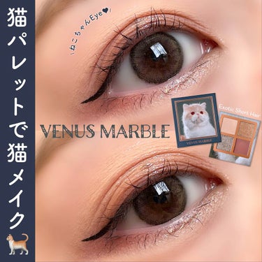Venus Marble アイシャドウキャットシリーズ エキゾチックショートヘアー/Venus Marble/アイシャドウパレットを使ったクチコミ（1枚目）