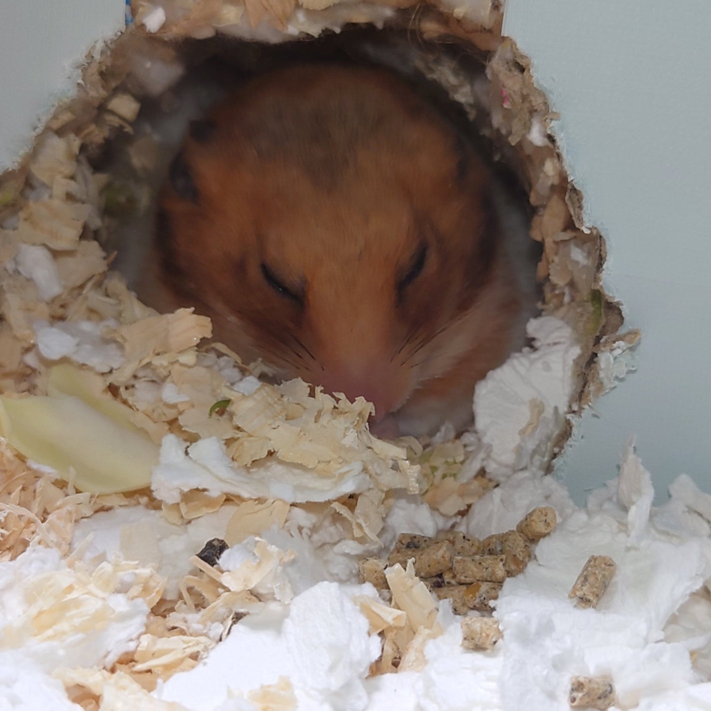 ハナビワンデー UV/アシストシュシュ/ワンデー(1DAY)カラコンを使ったクチコミ(1枚目)