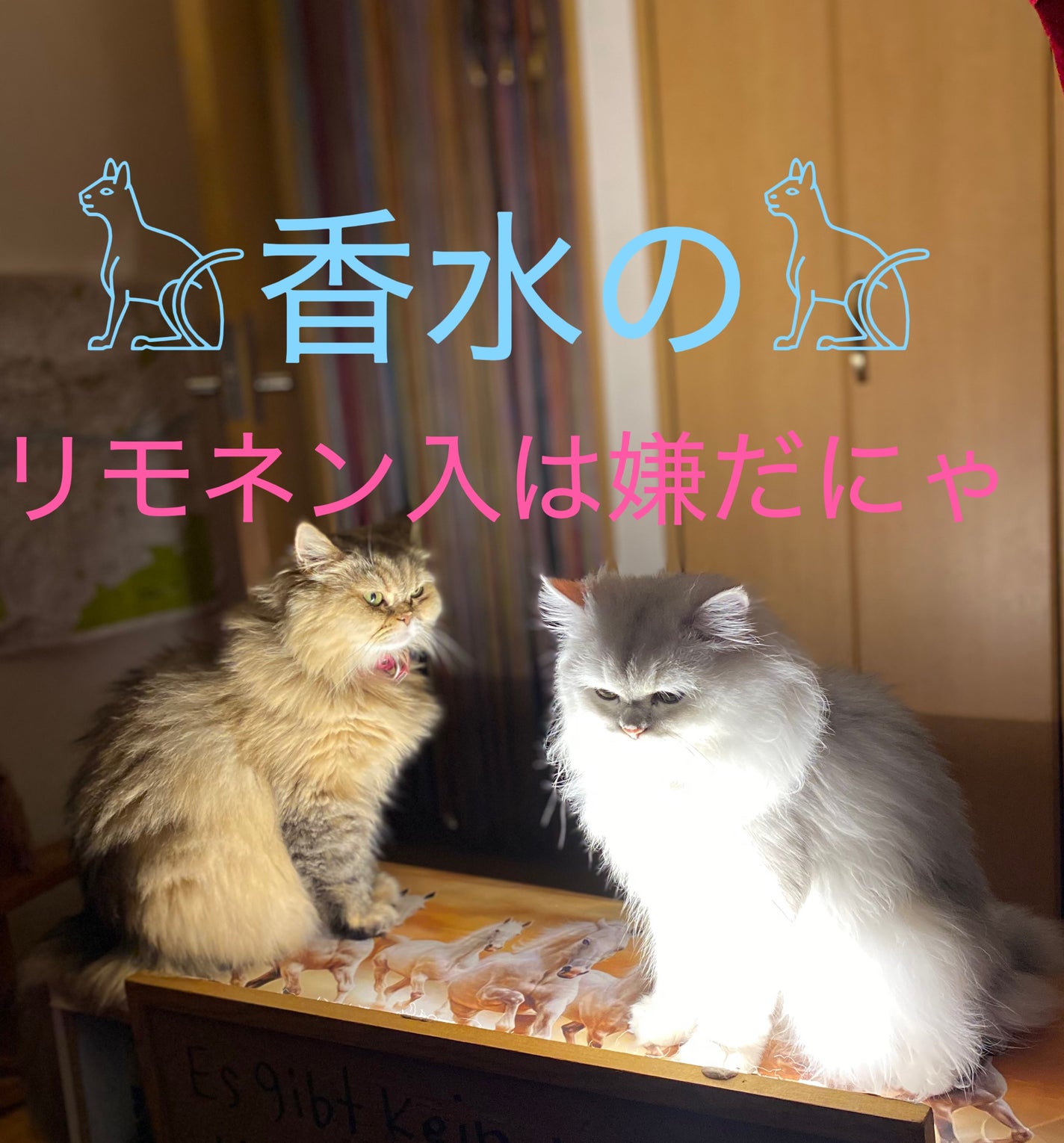 トッカ プチオードパルファムセット トレジャー/TOCCA/香水(レディース)を使ったクチコミ(1枚目)