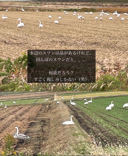 FlowerKnows フラワーノーズスワンバレエシリーズ アイシャドウパレットのクチコミ「 【🦢🩰美し過ぎた✨アイシャドウ🩰🦢】
FlowerKnows
フ.....」(3枚目)