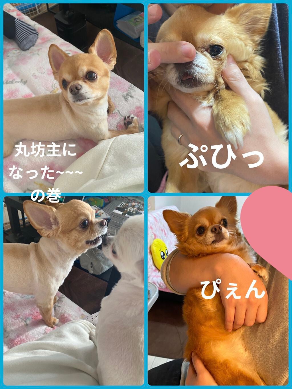 ぷぅぴぃ《紫コス部💜💗》 on LIPS 「2022年1月25日愛すべき家族✨ぷぅまくんHappybirt..」(5枚目)