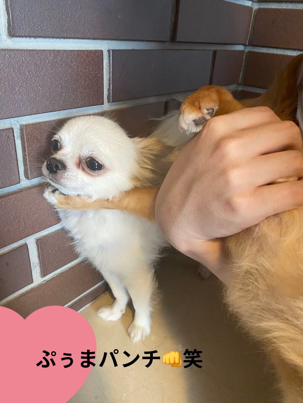 Fruit Sheet Mask /TONYMOLY/シートマスク・パックを使ったクチコミ(5枚目)