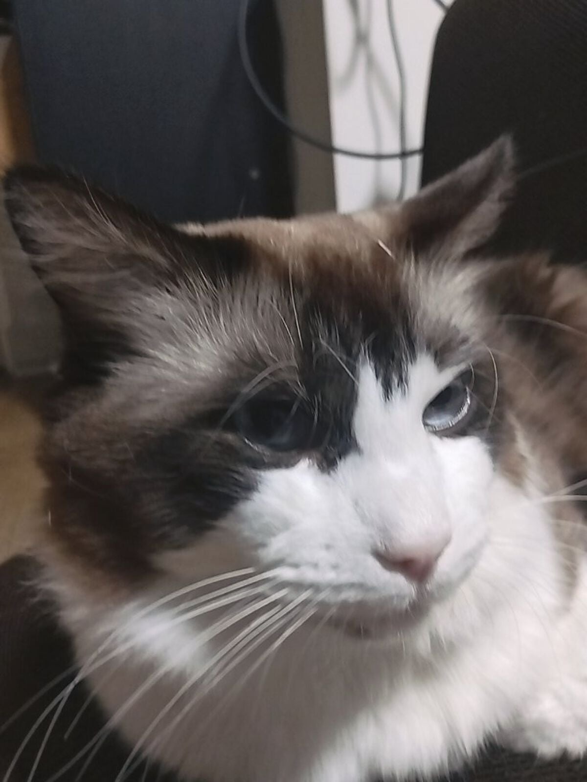 あーるえいちd on LIPS 「猫が可愛いだけの投稿です笑笑今回も、雑談したいと思います!!こ..」(5枚目)