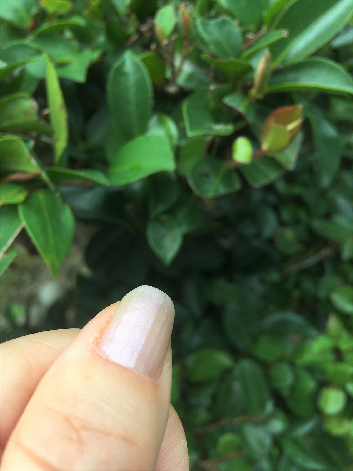 プレイフル プリズムモイストコート/PLAYFUL/オールインワンネイルを使ったクチコミ（1枚目）