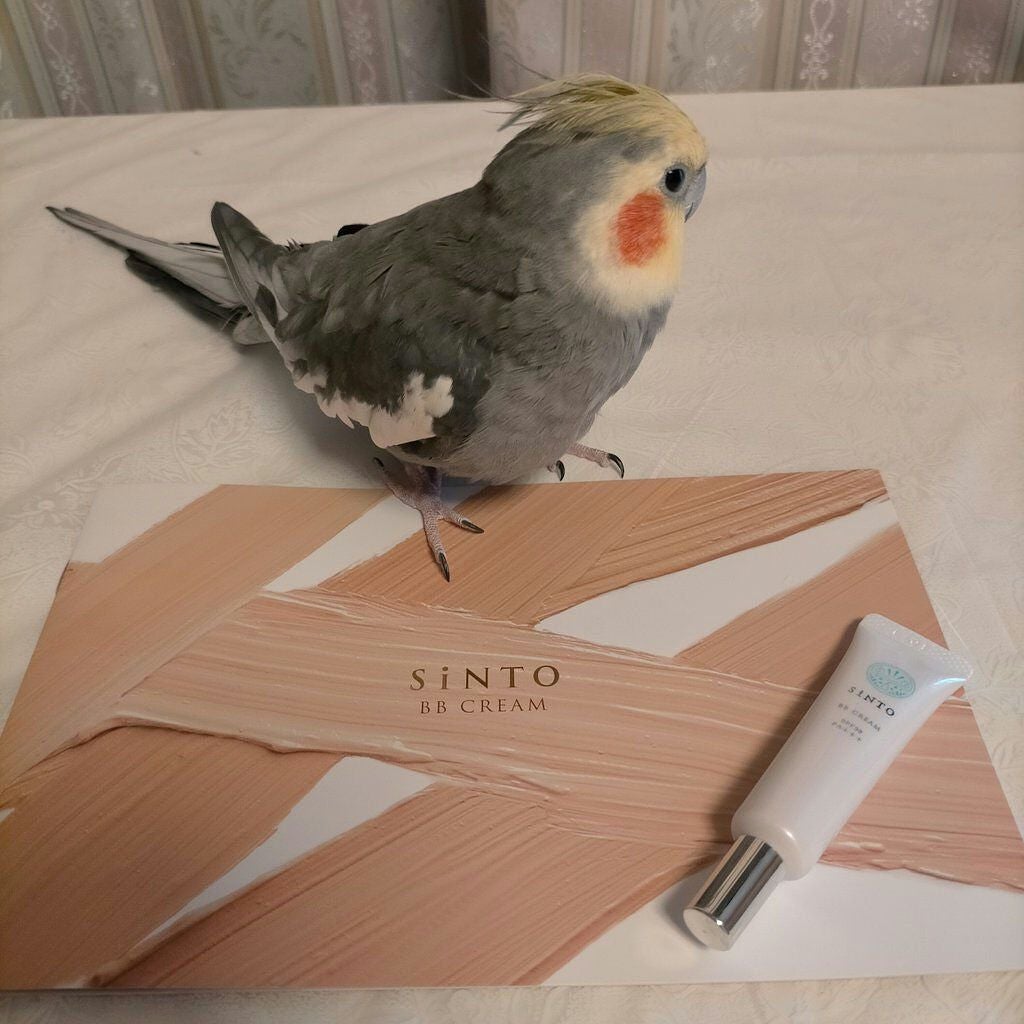 BBクリーム/SiNTO/BBクリームを使ったクチコミ(1枚目)