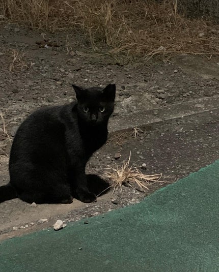 クロミミ on LIPS 「九州旅行 番外九州の猫たち(湯布院と別府)お触りオッケーでうち..」(8枚目)