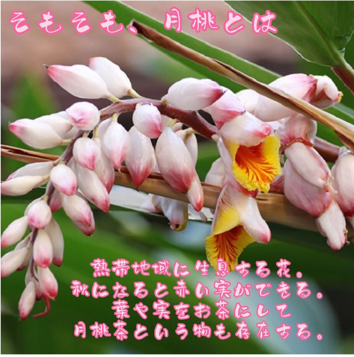 Rio(リさん) on LIPS 「はいさーい!🌴🌺✈こんにちは!Rioです!今日は、肌荒れ、ニキ..」(3枚目)