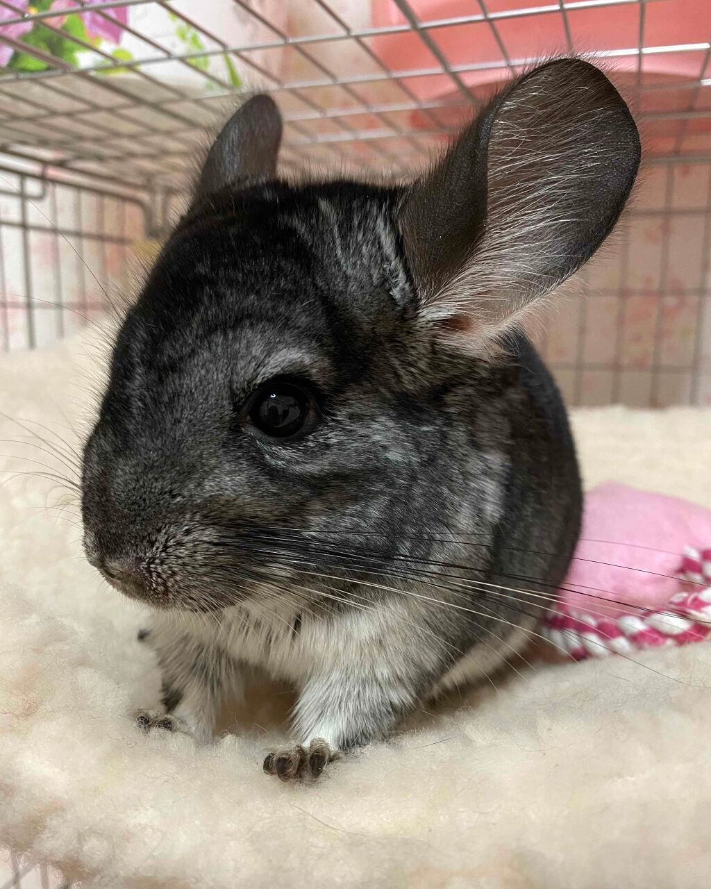 みはね on LIPS 「少しでも可愛くなりたい🥰写真は飼っているチンチラです!(名前は..」(1枚目)