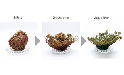 復活草クリーム ニュートリションチューブ/Abib /フェイスクリームを使ったクチコミ(5枚目)