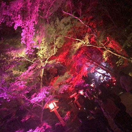 ネイルホリック/ネイルホリック/マニキュアを使ったクチコミ(3枚目)